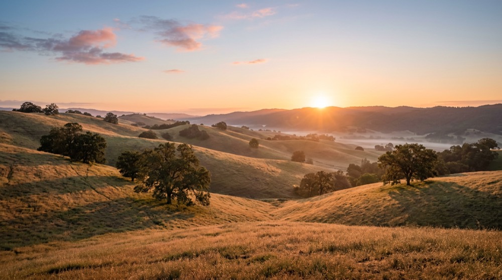 Golden rolling hills under morning sun, California